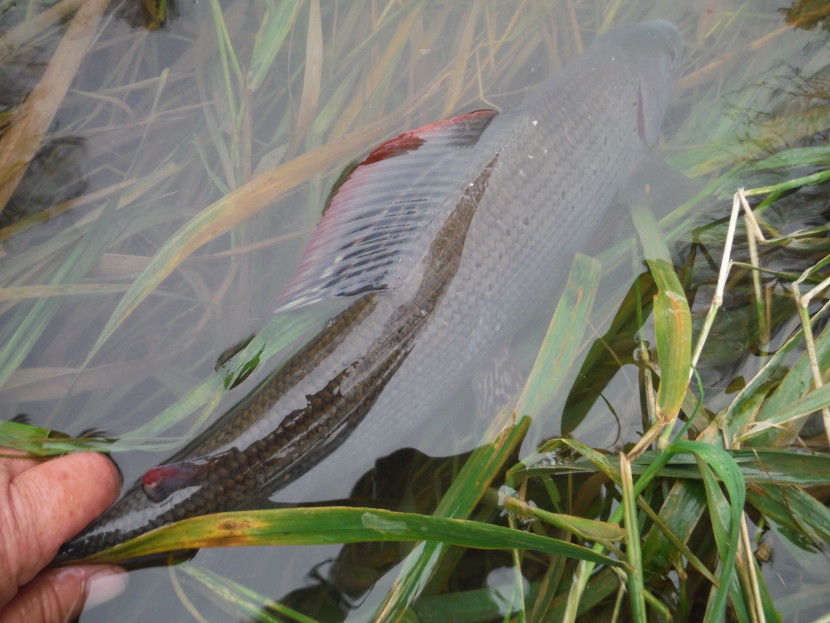 Autumn grayling